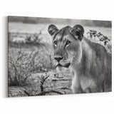 Zambia Wildlife Art - Majestic Lioness in Black and White Canvas Print