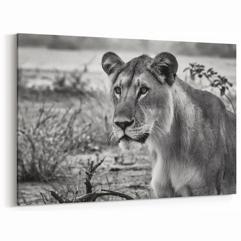 Zambia Wildlife Art - Majestic Lioness in Black and White Canvas Print