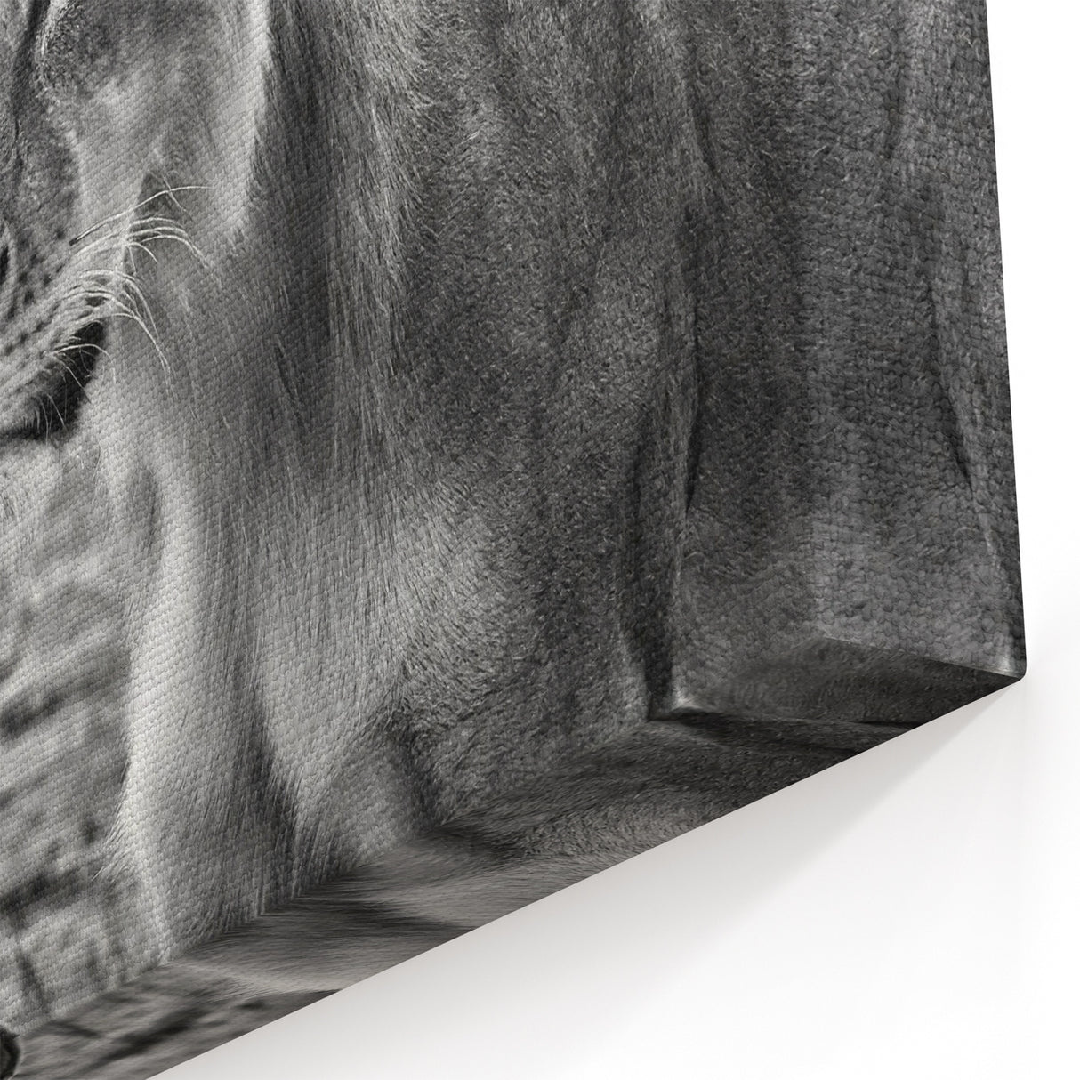 Zambia Wildlife Art - Majestic Lioness in Black and White Canvas Print