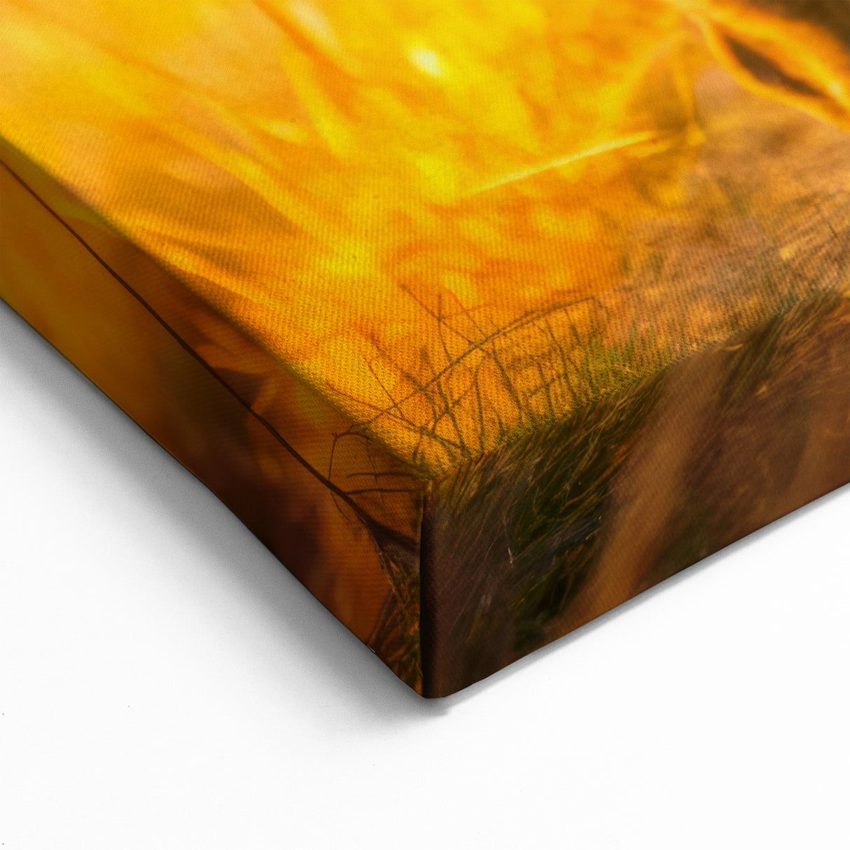 Zambia Wildlife Art - Vibrant Warthog in Sunset Glow Canvas Print