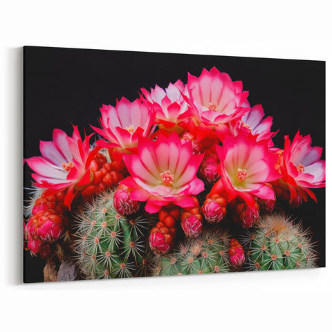 Bright Pink Cactus Flower Art - Southwestern Desert Succulent Wall Decor