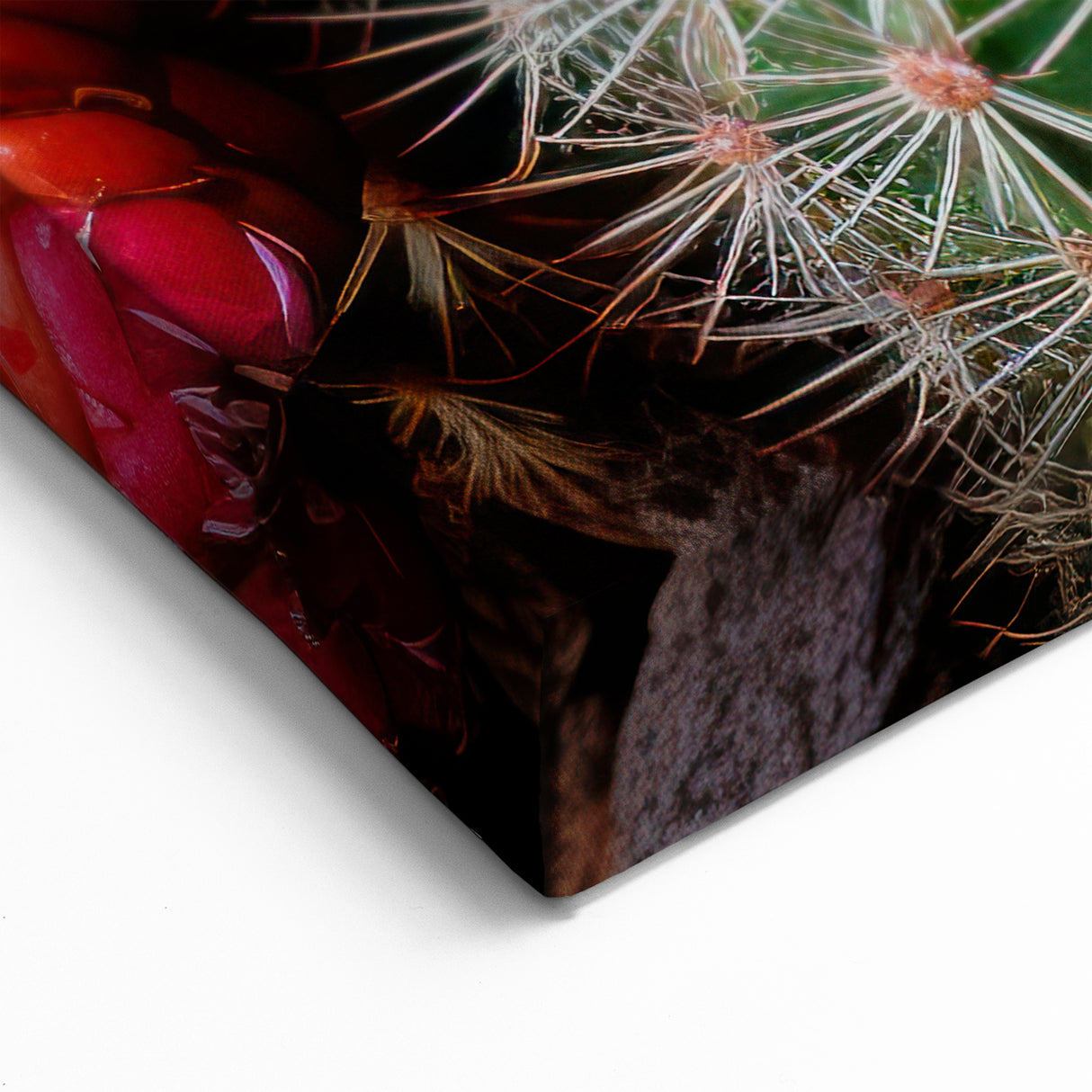 Bright Pink Cactus Flower Art - Southwestern Desert Succulent Wall Decor