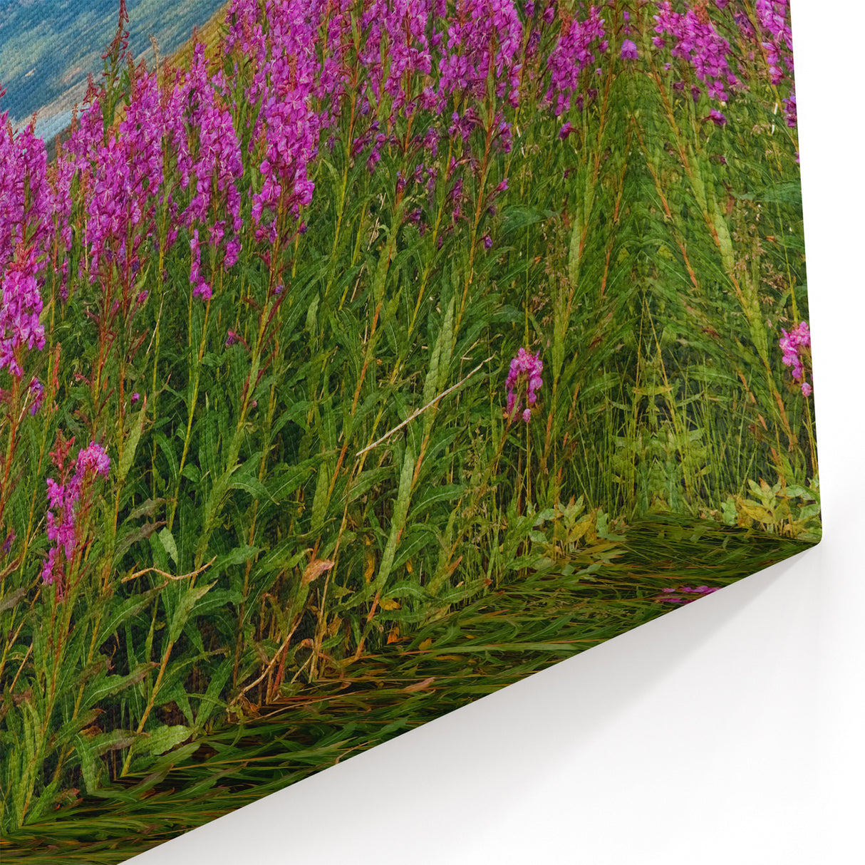 Fireweed Field Art - Scenic Mountain Valley Fireweed Landscape Canvas Print