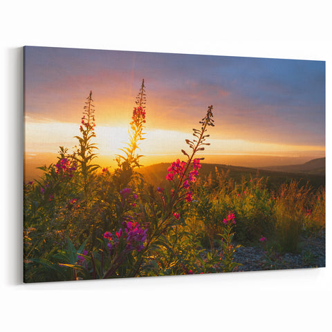 Fireweed Sunset Art - Fireweed Flower Field with Glowing Sunset Canvas