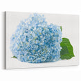 Botanical Hydrangea Wall Art - Hydrangea Canvas Print - Floral Decor