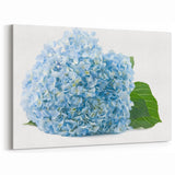 Botanical Hydrangea Wall Art - Hydrangea Canvas Print - Floral Decor