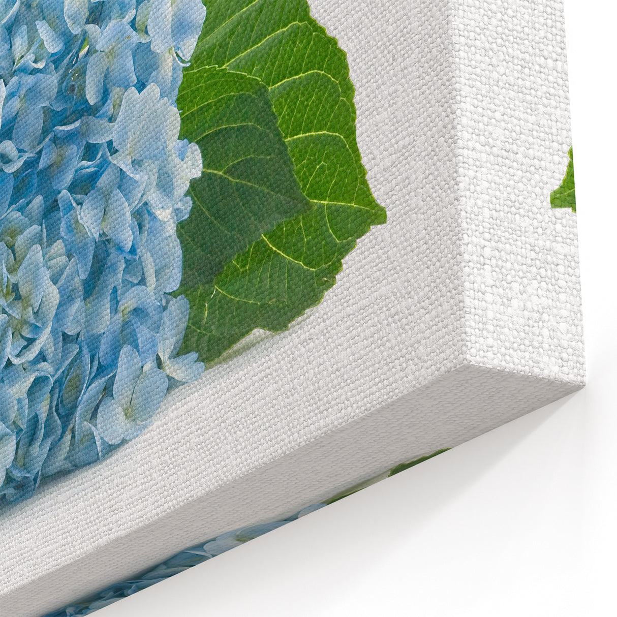 Botanical Hydrangea Wall Art - Hydrangea Canvas Print - Floral Decor