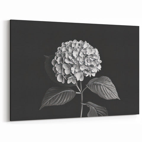 Black and White Botanical Hydrangea Art - Floral Hydrangea Wall Decor