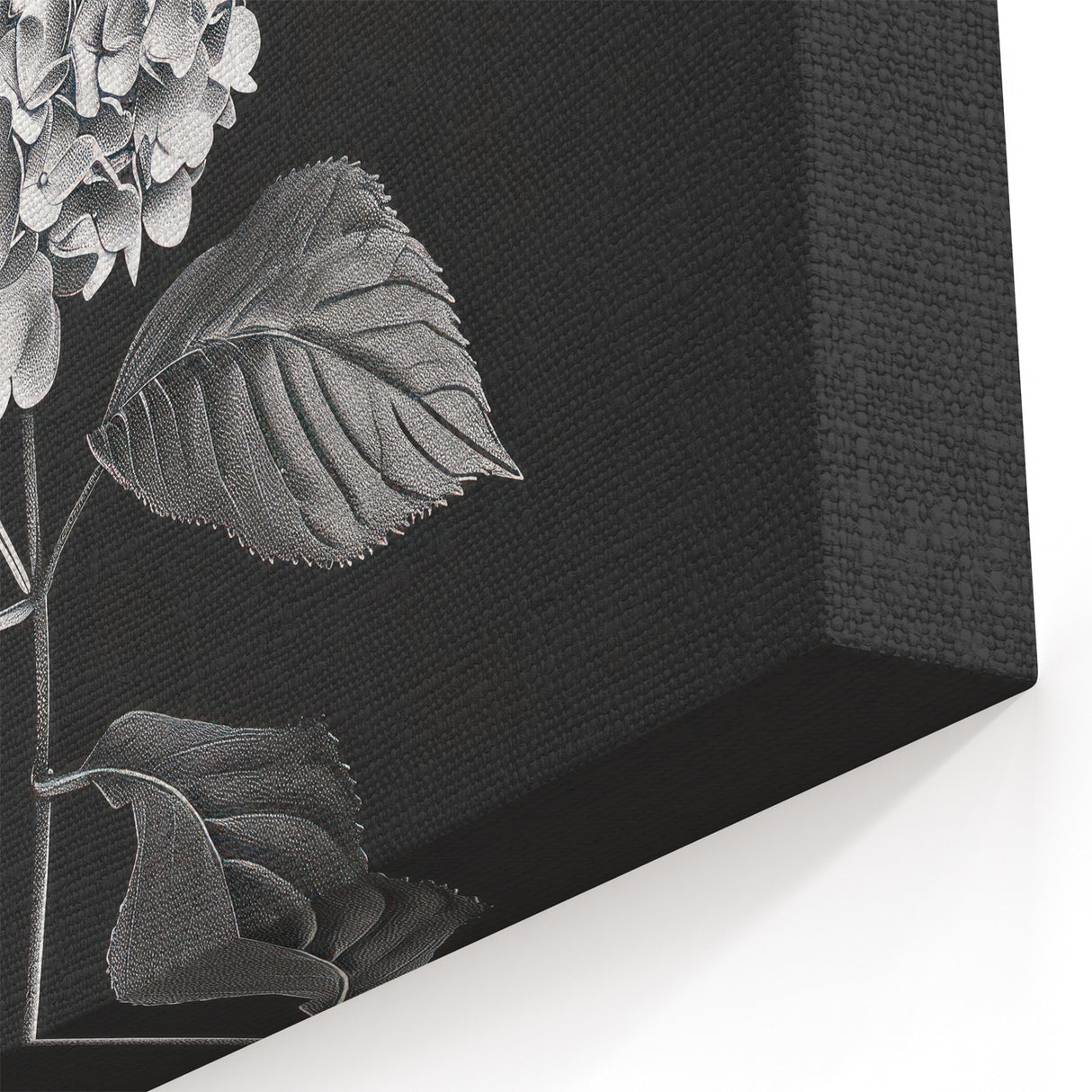 Black and White Botanical Hydrangea Art - Floral Hydrangea Wall Decor