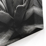 Monochrome Succulent Wall Art - Bold Black & White Botanical Decor