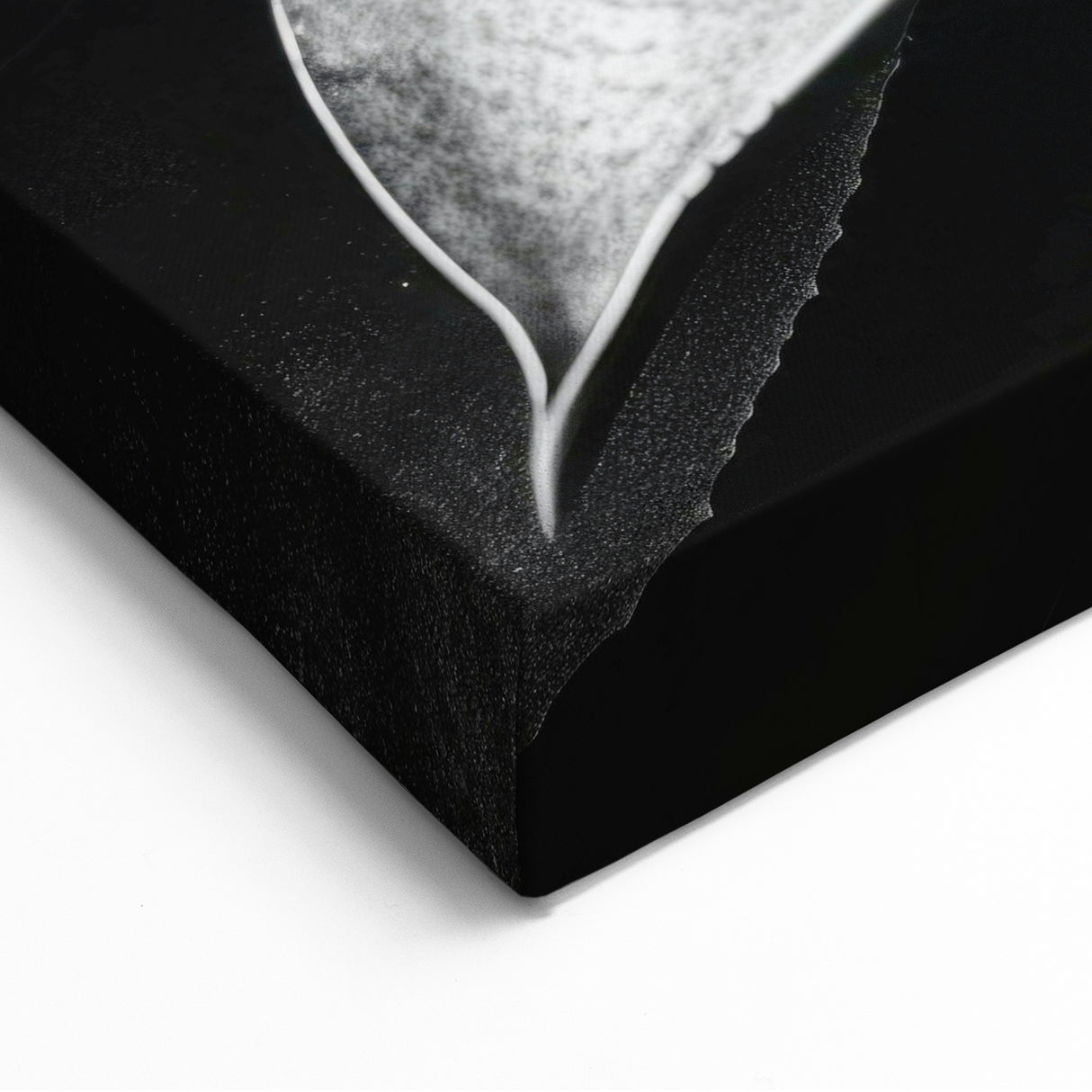 Monochrome Succulent Wall Art - Bold Black & White Botanical Decor