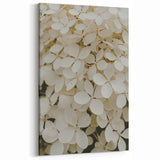 Ivory Hydrangea Wall Art - Botanical Canvas Print - Elegant Floral Decor