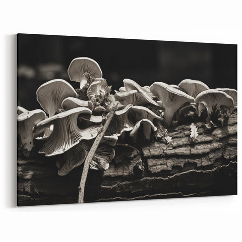 Mushroom Wall Art | Black and White Fungi Prints | Botanical Mushroom Canvas