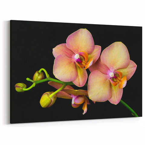 Elegant Orchid Flower Wall Art - Botanical Orchid Canvas Print Decor