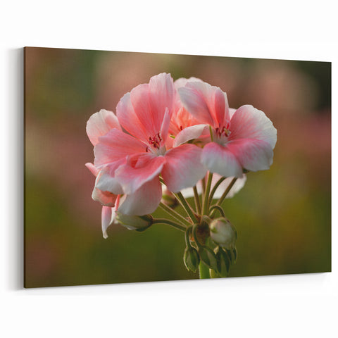 Soft Pink Geranium Flower Art - Botanical Geranium Canvas - Elegant Decor