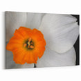 White and Orange Geranium Flower Art - Botanical Canvas Wall Decor
