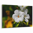 White Geranium Flower Art - Botanical Canvas Print - Nature-Inspired Decor