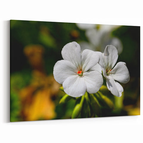 White Geranium Flower Art - Botanical Canvas Print - Nature-Inspired Decor