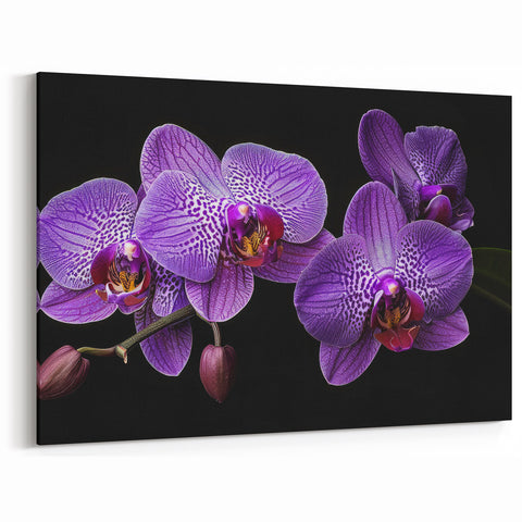 Vibrant Purple Orchid Wall Art - Botanical Orchid Canvas Print Decor