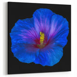 Bold Blue Hibiscus Wall Art – Striking Botanical Floral Canvas or Print