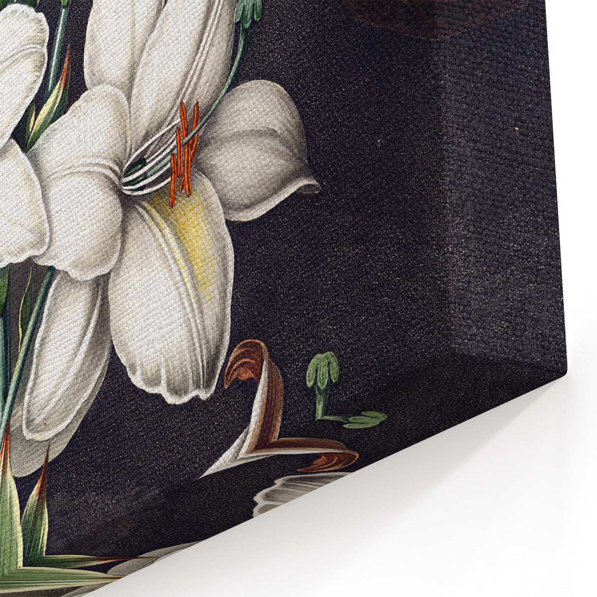 Elegant White Lily Floral Art - Botanical Canvas Print Wall Decor