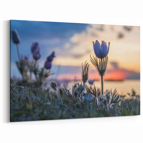 Sunset Wildflowers in Manitoba - Serene Nature Landscape Wall Art