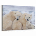 Resting Polar Bears in Snow - Manitoba Wildlife Winter Wall Art Print