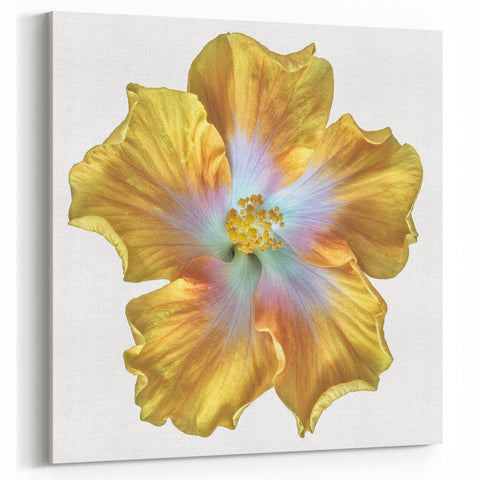 Vibrant Lily Flower Art - Pastel Botanical Wall Decor | Colorful Lily Print