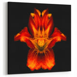 Fiery Red Lily Flower Art - Bold Botanical Wall Decor | Floral Canvas Print