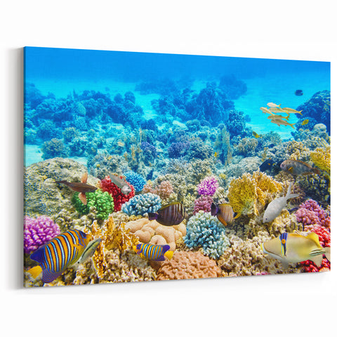 Australia Marine Life Art - Coral Reef Canvas Prints from Great Barrier Reef