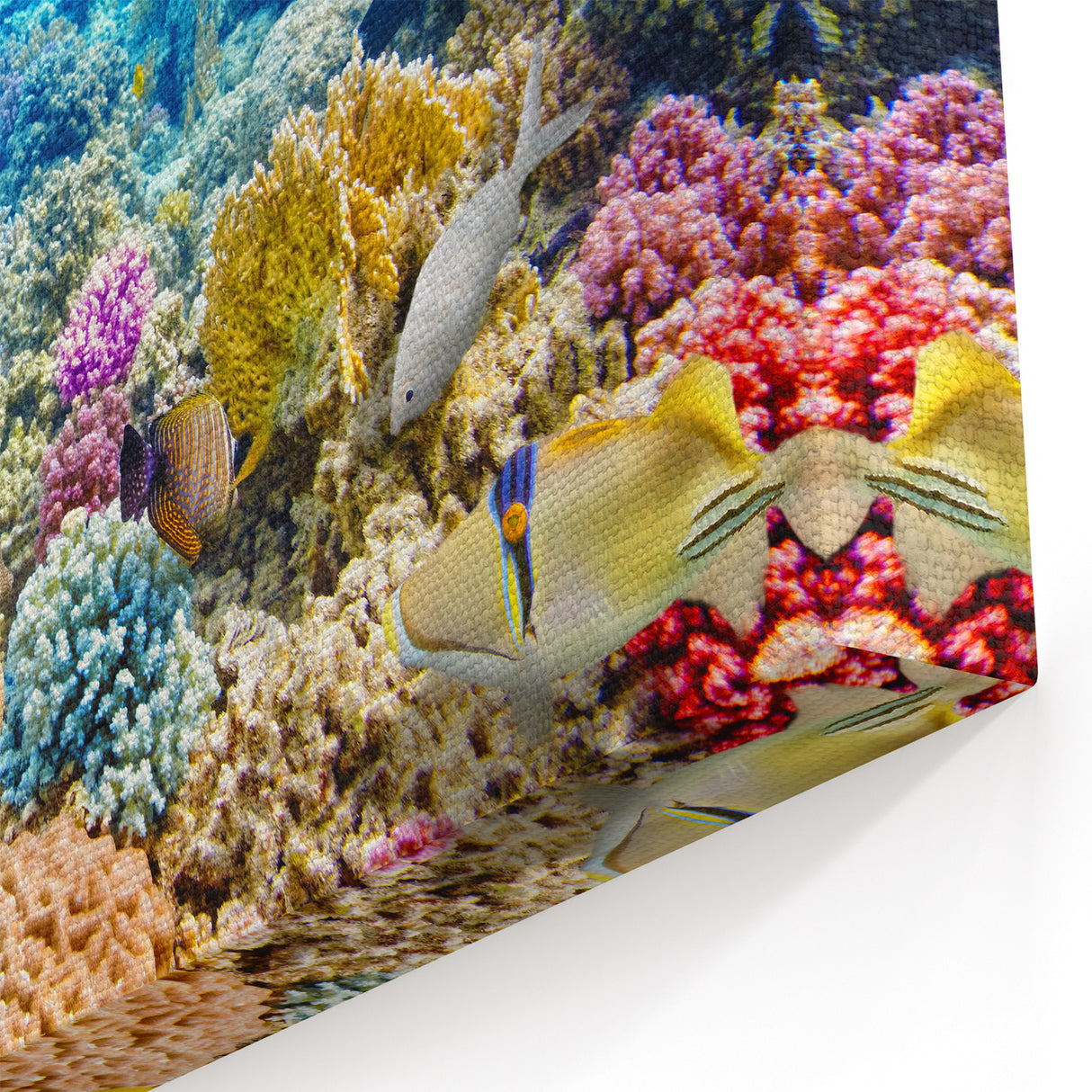 Australia Marine Life Art - Coral Reef Canvas Prints from Great Barrier Reef