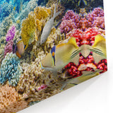 Australia Marine Life Art - Coral Reef Canvas Prints from Great Barrier Reef