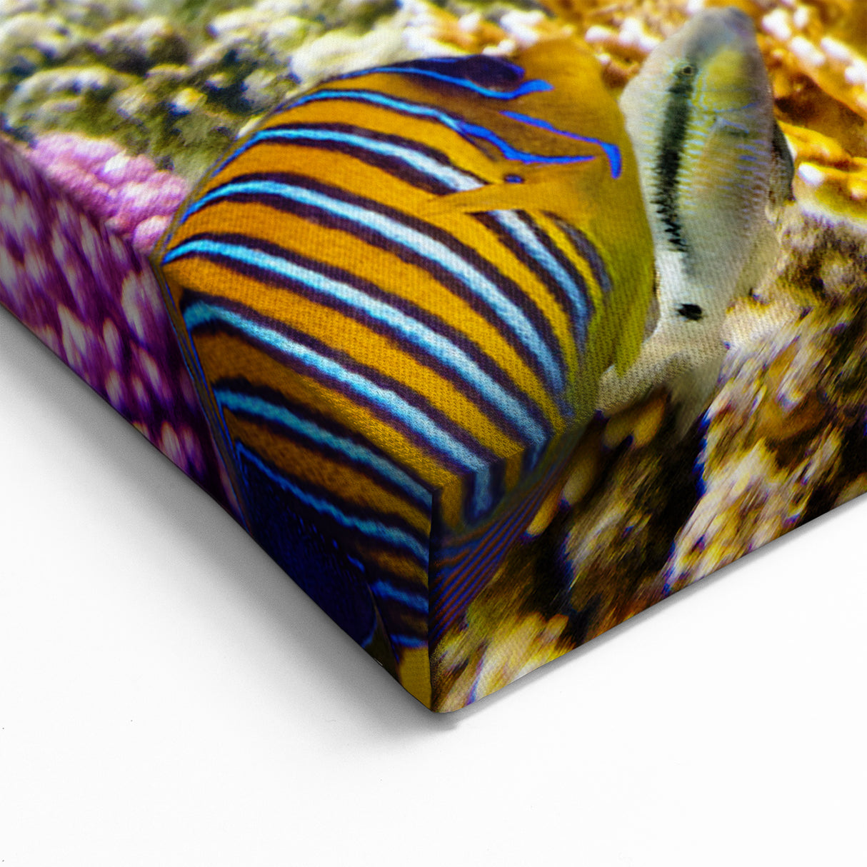 Australia Marine Life Art - Coral Reef Canvas Prints from Great Barrier Reef