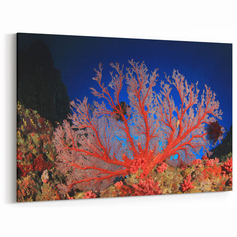 Underwater Coral Photography - Australia Marine Life Art in Vibrant Red