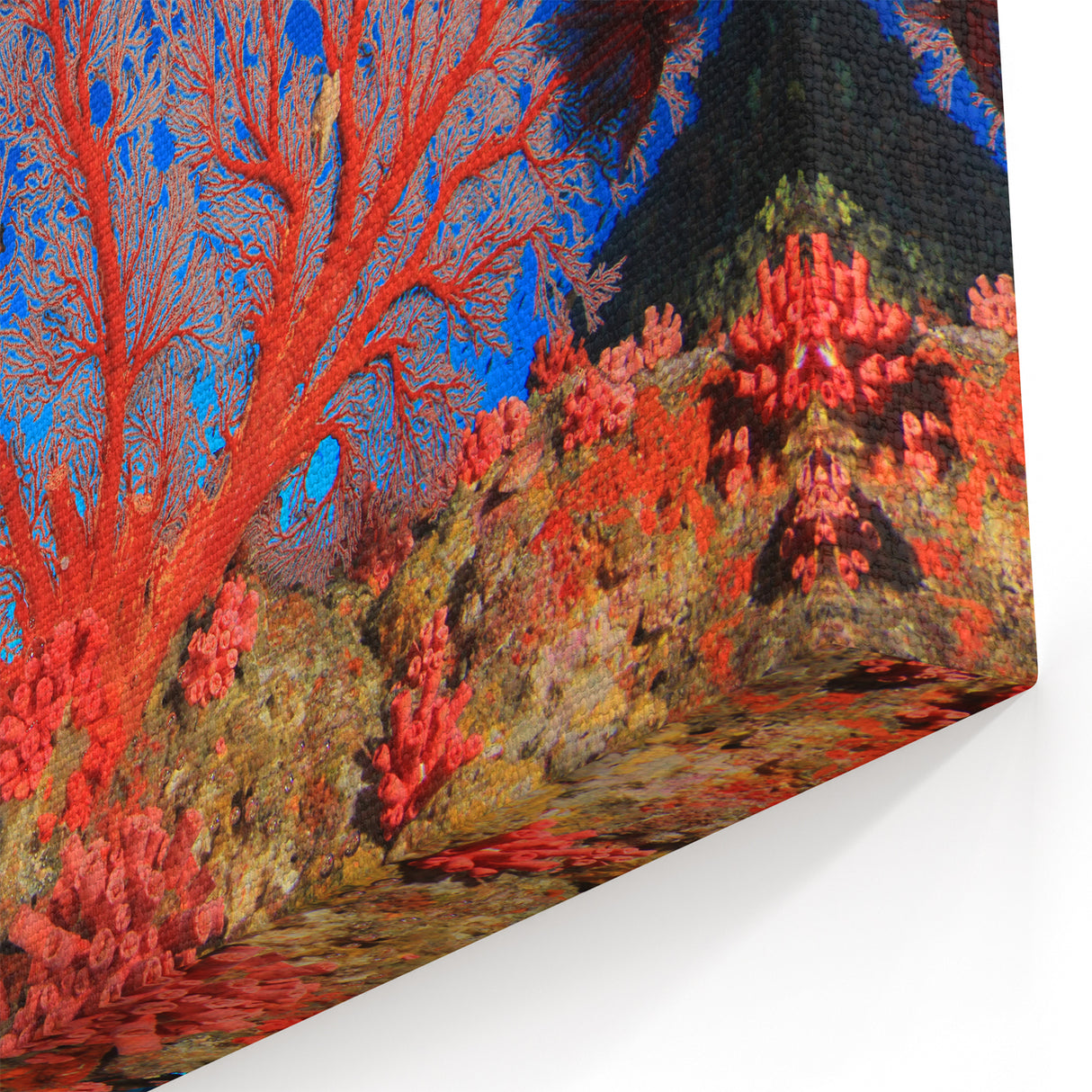 Underwater Coral Photography - Australia Marine Life Art in Vibrant Red
