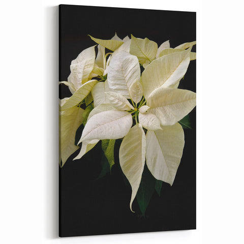 Elegant Cream Poinsettia Wall Art - Botanical Flower Canvas for Holiday Decor