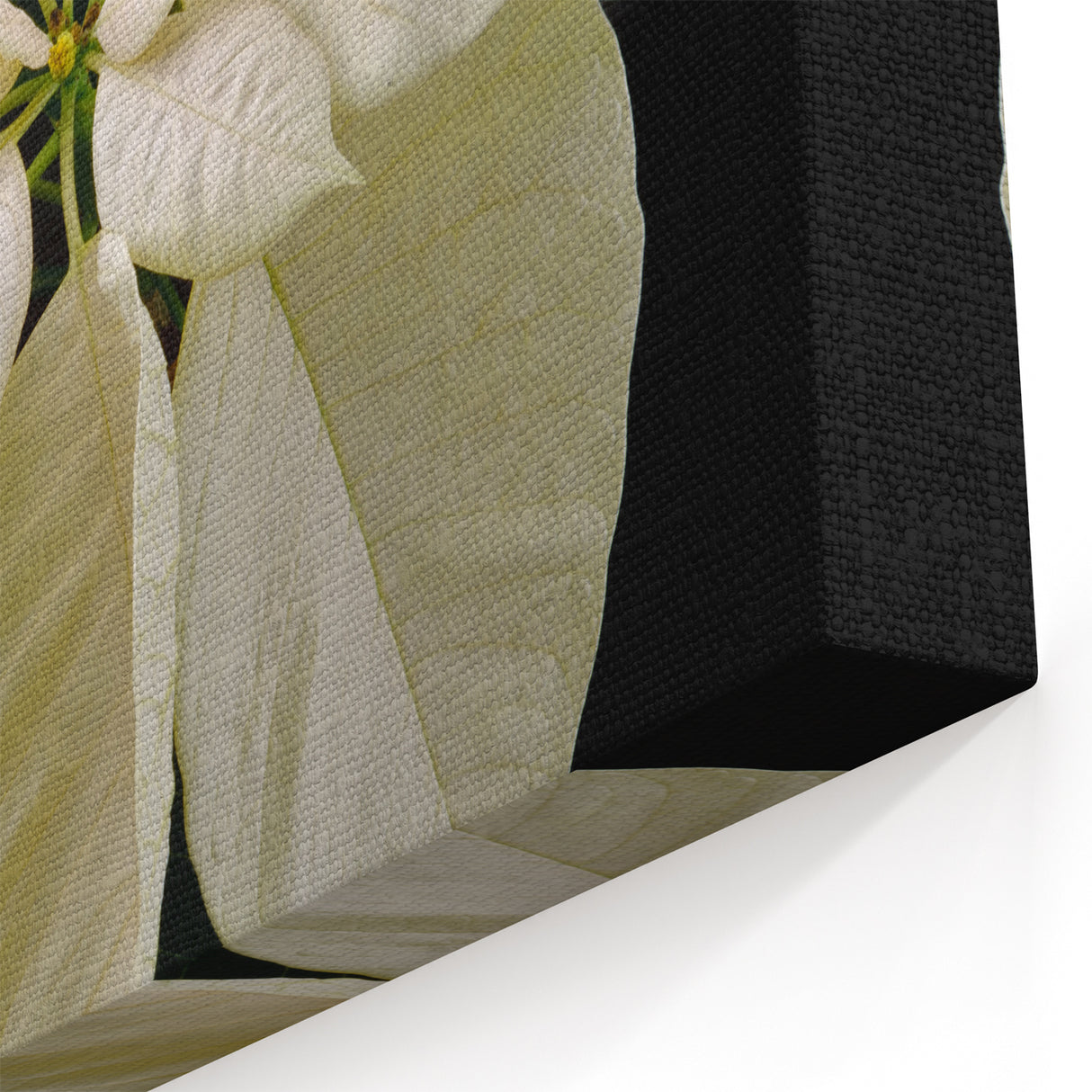 Elegant Cream Poinsettia Wall Art - Botanical Flower Canvas for Holiday Decor