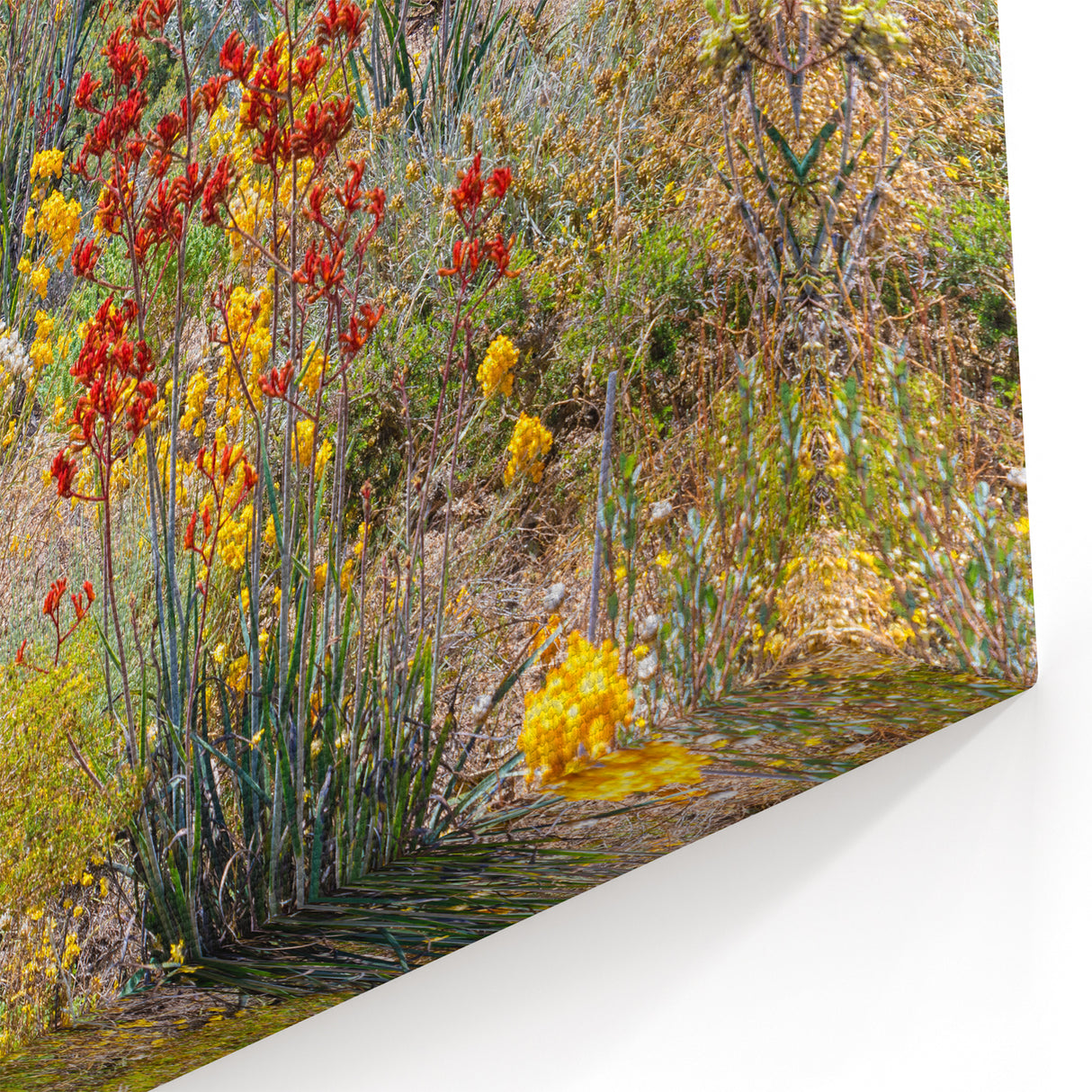 Perth Wall Art - Vibrant Wildflowers Perth Nature Scene Canvas Print