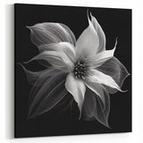 Elegant White Poinsettia Wall Art - Modern Botanical Black and White Decor
