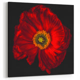 Bold Red Poppy Blossom Canvas – Modern Floral Wall Art for Home Decor