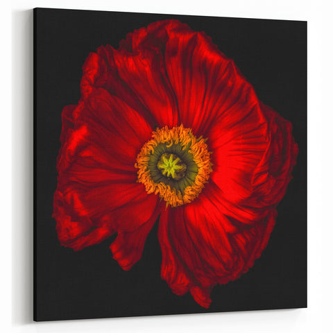 Bold Red Poppy Blossom Canvas – Modern Floral Wall Art for Home Decor