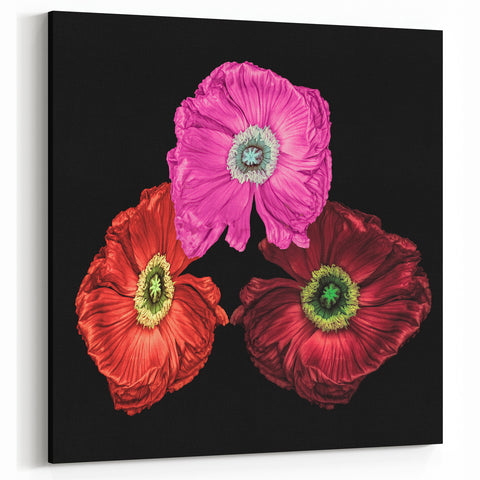 Colorful Poppy Blossom Trio Canvas – Vibrant Botanical Floral Wall Art