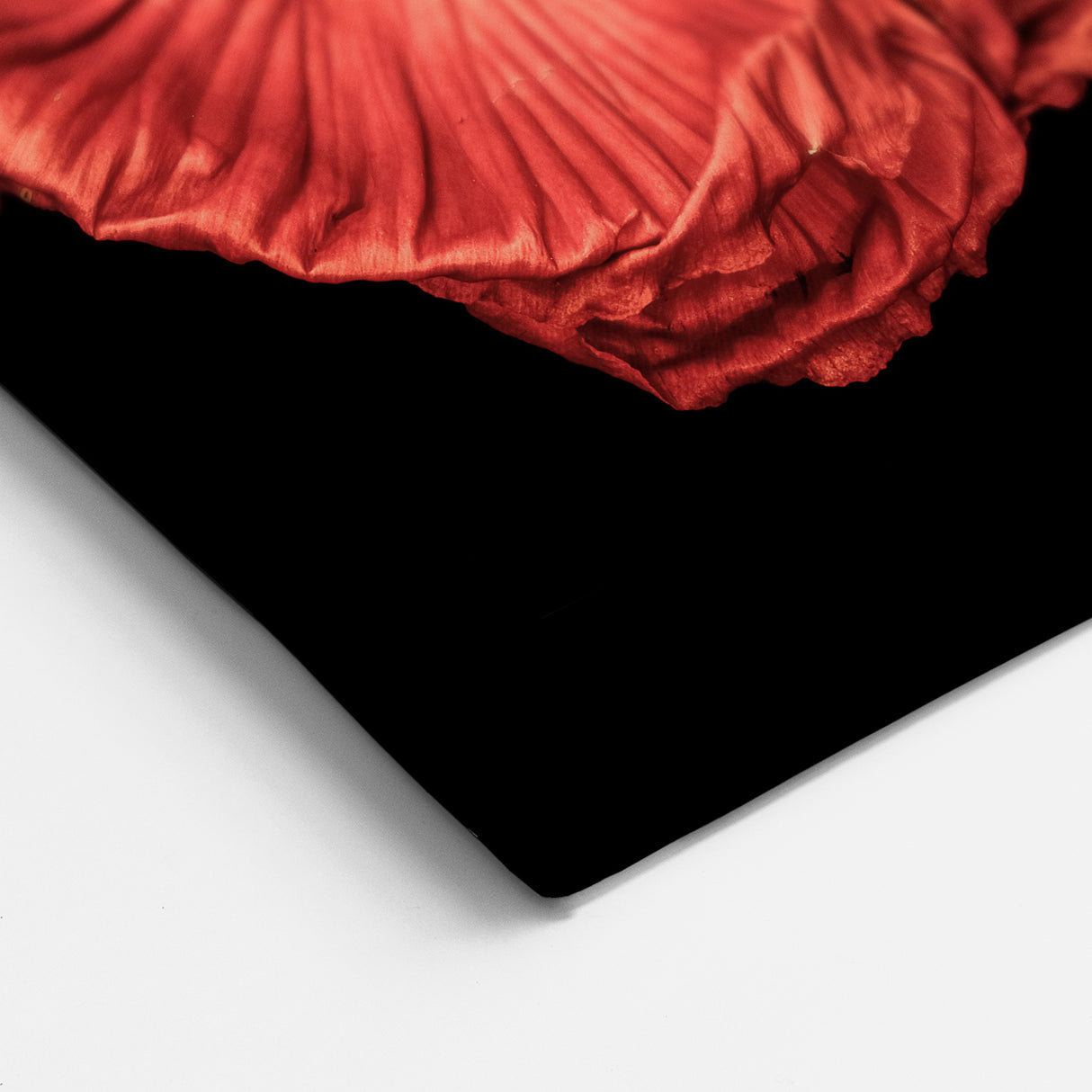 Colorful Poppy Blossom Trio Canvas – Vibrant Botanical Floral Wall Art