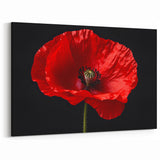 Striking Red Poppy Blossom Wall Art – Modern Floral Botanical Canvas