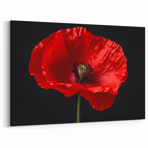 Striking Red Poppy Blossom Wall Art – Modern Floral Botanical Canvas