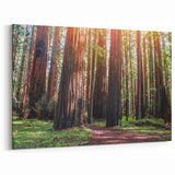 Majestic Redwood Trees Wall Art - California Forest Landscape Canvas Print