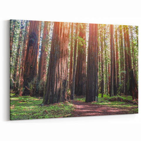 Majestic Redwood Trees Wall Art - California Forest Landscape Canvas Print