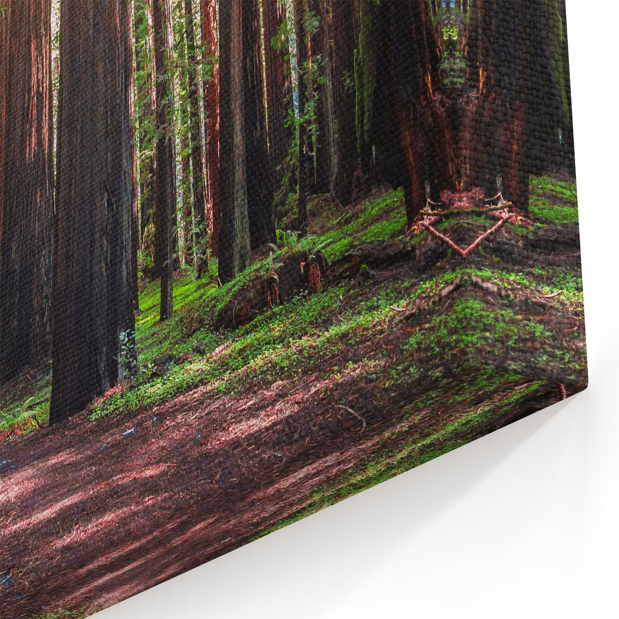 Majestic Redwood Trees Wall Art - California Forest Landscape Canvas Print