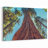Towering Redwood Tree Art - Majestic California Forest Photography Print