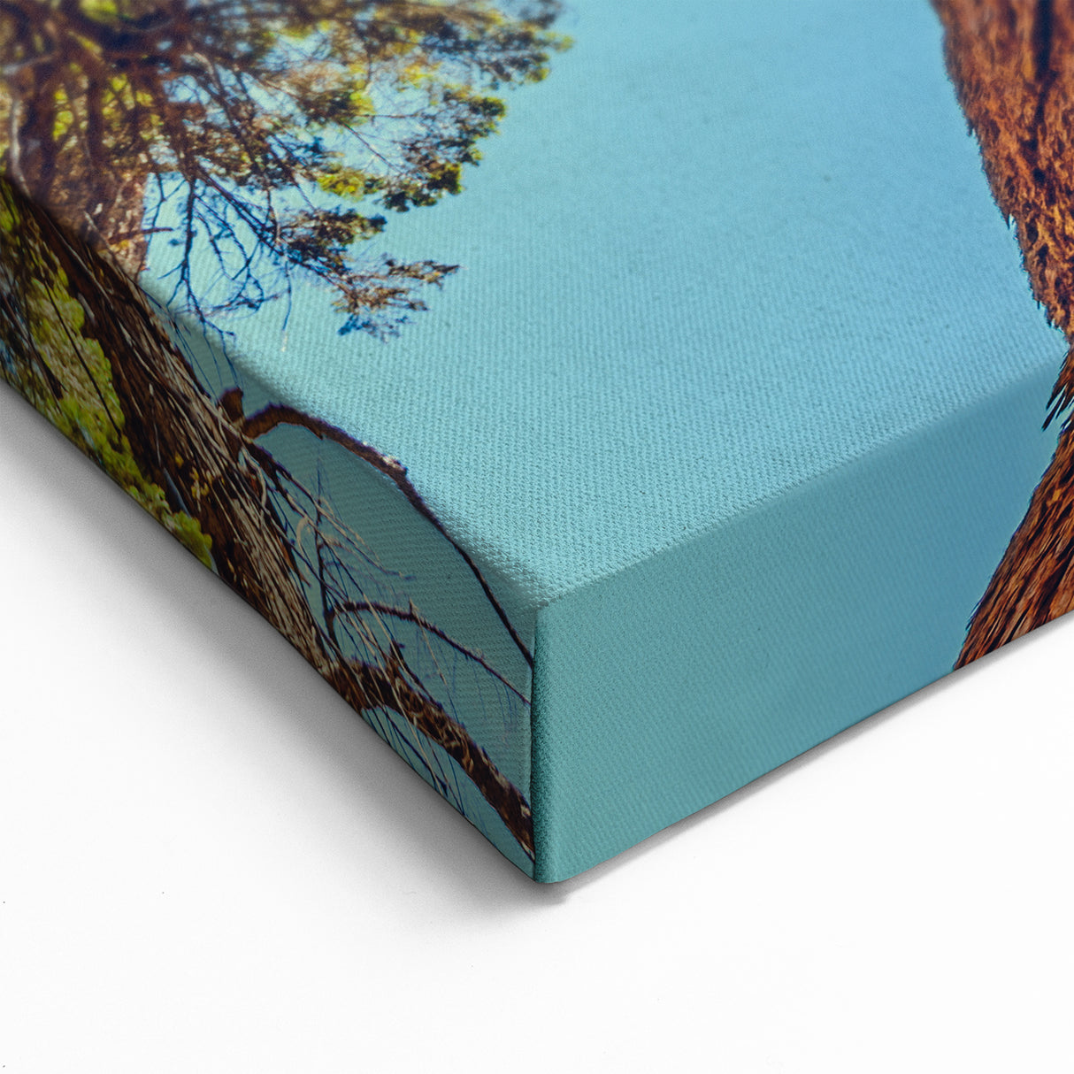 Towering Redwood Tree Art - Majestic California Forest Photography Print